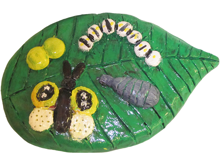 Butterfly-Life-Cycle-2 Butterfly-Life-Cycle